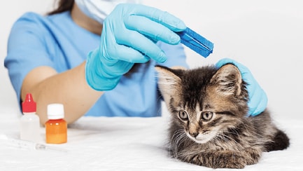 Egészség és etetés