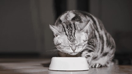 Játék és tanulás