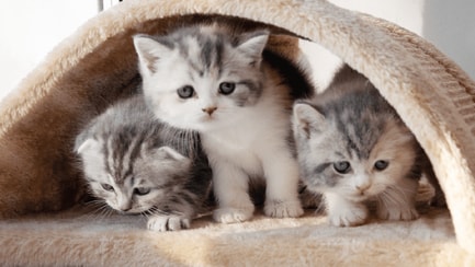 szórakoztató hírek