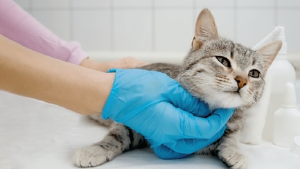 Egészség és etetés