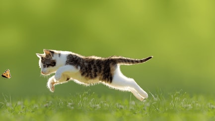 Játék és tanulás