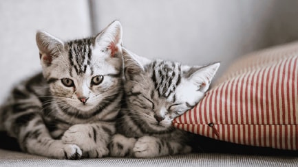 Szórakoztató hírek